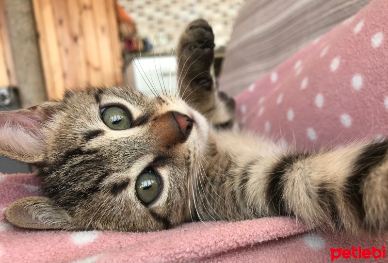 Tekir Kedi, Kedi  Duman fotoğrafı