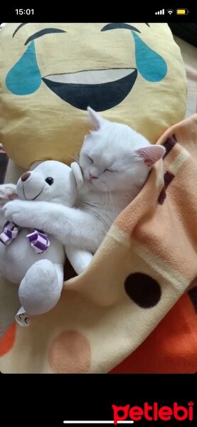 British Shorthair, Kedi  Mia fotoğrafı