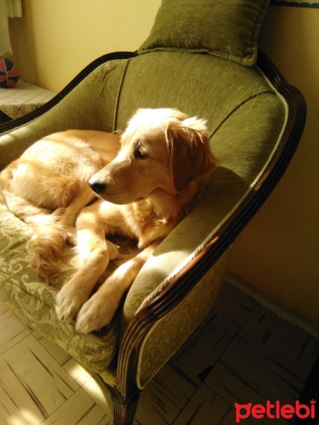 Golden Retriever, Köpek  Maya fotoğrafı
