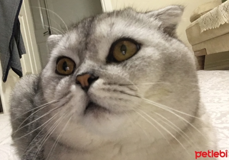 Scottish Fold, Kedi  Helva fotoğrafı