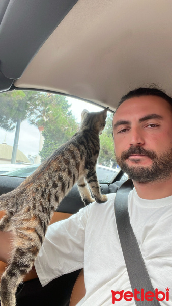 Tekir Kedi, Kedi  Kedi fotoğrafı