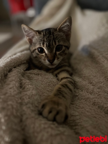 Tekir Kedi, Kedi  Kedi fotoğrafı