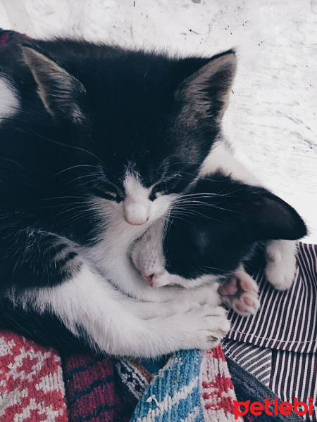 Ankara Kedisi, Kedi  Bıyıklı  fotoğrafı