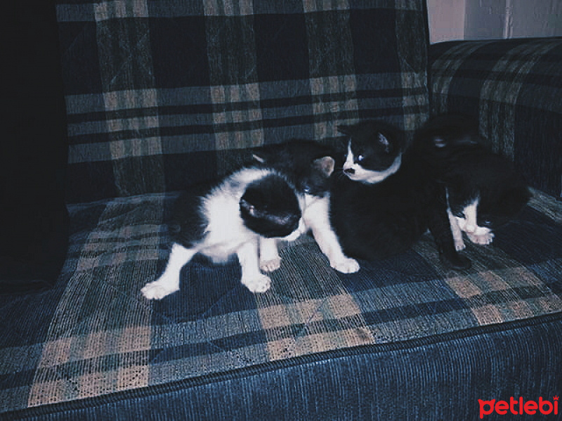 Ankara Kedisi, Kedi  Bıyıklı  fotoğrafı