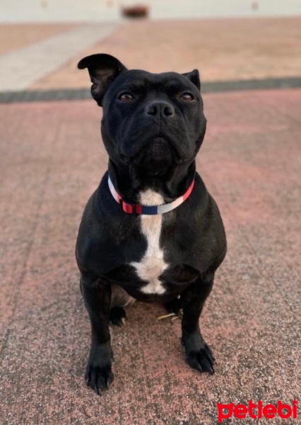 Staffordshire Bull Terrier, Köpek  Gece fotoğrafı
