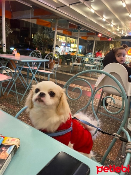 Pekingese, Köpek  Maya fotoğrafı