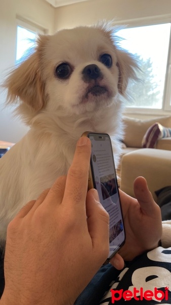 Pekingese, Köpek  Maya fotoğrafı