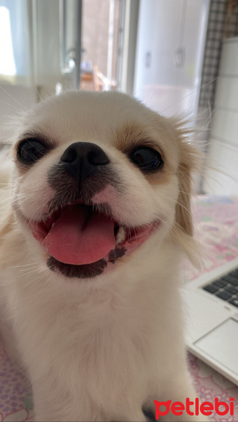 Pekingese, Köpek  Maya fotoğrafı