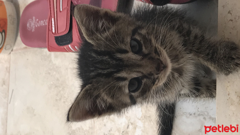 Tekir Kedi, Kedi  Pöti fotoğrafı