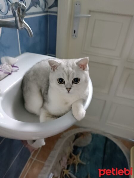 British Shorthair, Kedi  Eşkiya fotoğrafı