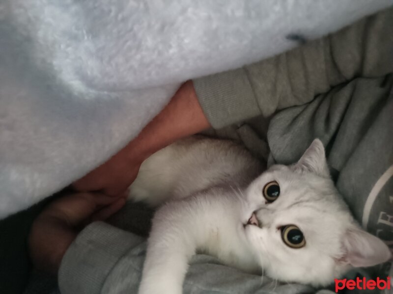 British Shorthair, Kedi  Eşkiya fotoğrafı