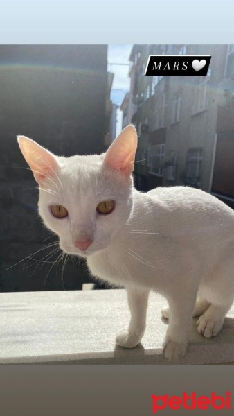 Van Kedisi, Kedi  Mars fotoğrafı