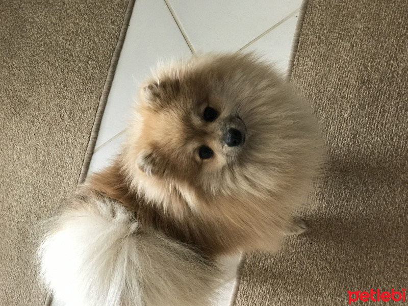 Pomeranyalı, Köpek  PONPON fotoğrafı