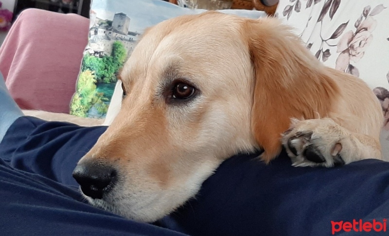 Golden Retriever, Köpek  Leo fotoğrafı