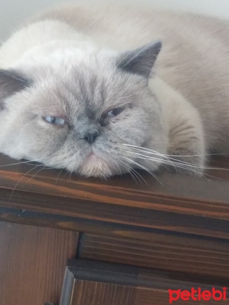 Exotic Shorthair, Kedi  Sütlaç fotoğrafı