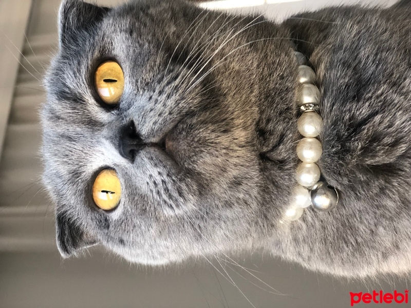 Scottish Fold, Kedi  Mia fotoğrafı