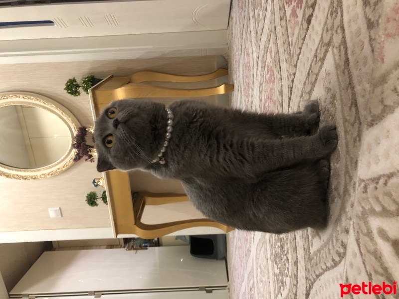 Scottish Fold, Kedi  Mia fotoğrafı