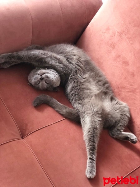 Scottish Fold, Kedi  Mia fotoğrafı