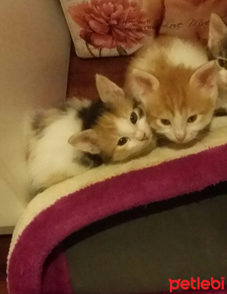 Tekir Kedi, Kedi  6 HAFTALIK 2 MİNNAK' IM YUVA ARIYOR!! fotoğrafı
