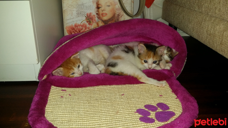Tekir Kedi, Kedi  6 HAFTALIK 2 MİNNAK' IM YUVA ARIYOR!! fotoğrafı