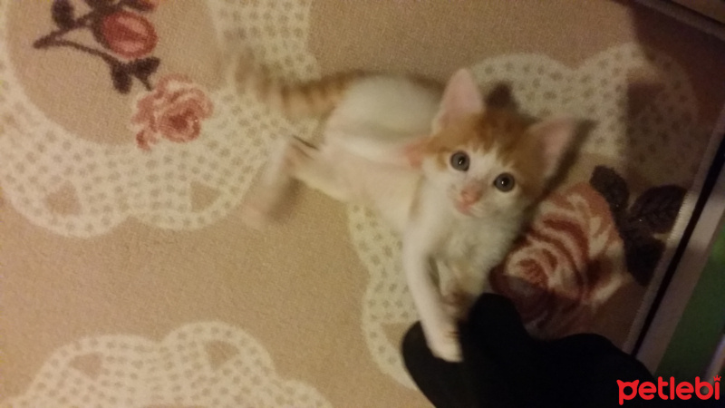 Tekir Kedi, Kedi  6 HAFTALIK 2 MİNNAK' IM YUVA ARIYOR!! fotoğrafı