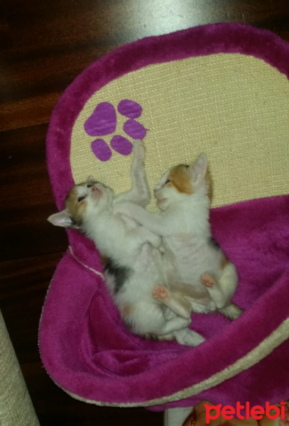 Tekir Kedi, Kedi  6 HAFTALIK 2 MİNNAK' IM YUVA ARIYOR!! fotoğrafı