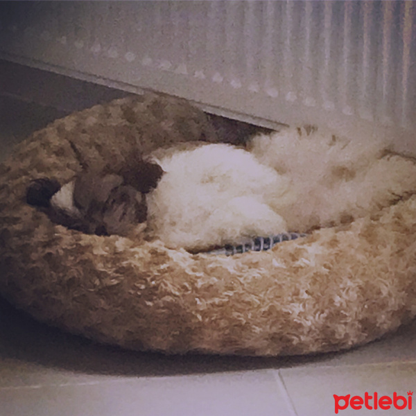 Shih Tzu, Köpek  Düğme fotoğrafı