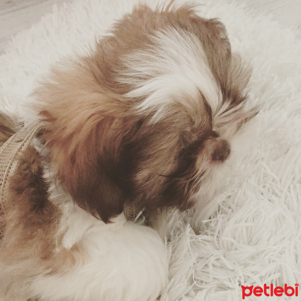 Shih Tzu, Köpek  Düğme fotoğrafı