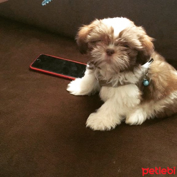 Shih Tzu, Köpek  Düğme fotoğrafı