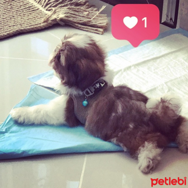 Shih Tzu, Köpek  Düğme fotoğrafı