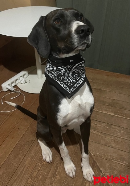 Pointer, Köpek  Şarlo fotoğrafı