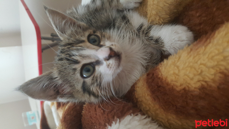 Tekir Kedi, Kedi  Maça fotoğrafı
