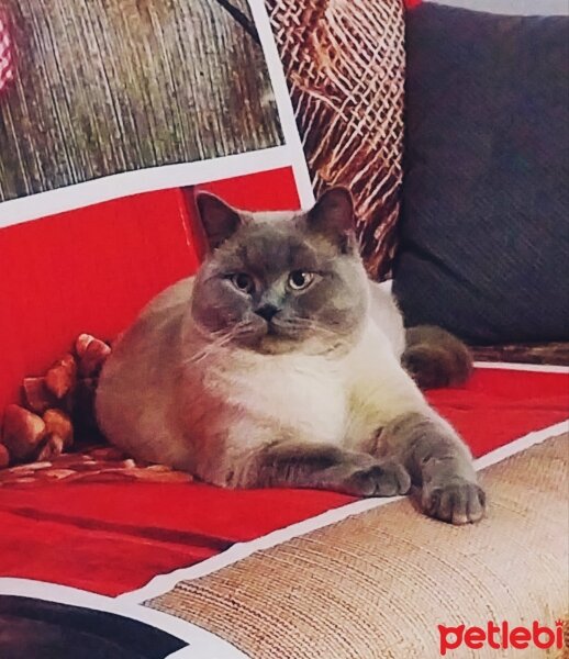 British Shorthair, Kedi  DARKO fotoğrafı