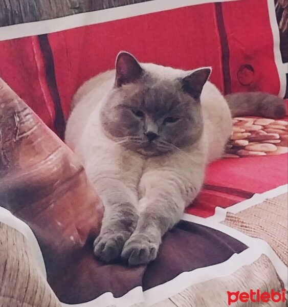 British Shorthair, Kedi  DARKO fotoğrafı