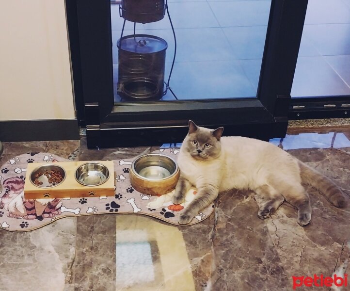 British Shorthair, Kedi  DARKO fotoğrafı