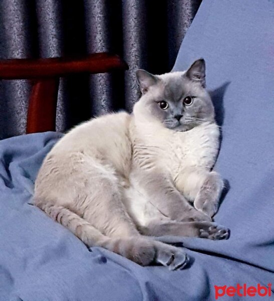 British Shorthair, Kedi  DARKO fotoğrafı