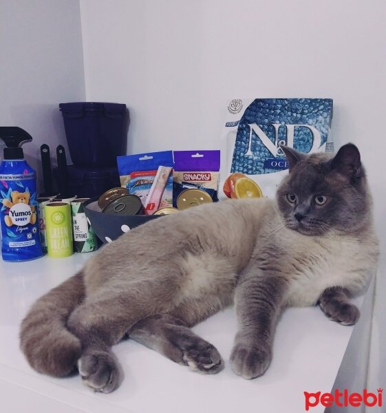 British Shorthair, Kedi  DARKO fotoğrafı