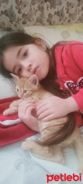 Sarman, Kedi  Pati fotoğrafı