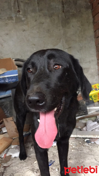Labrador Retriever, Köpek  Pascal fotoğrafı
