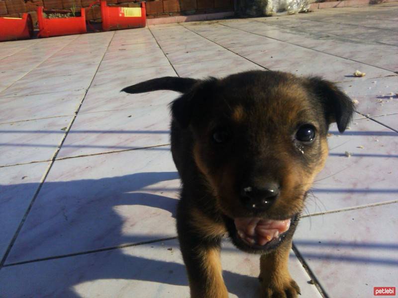 Rottweiler, Köpek  Hera fotoğrafı