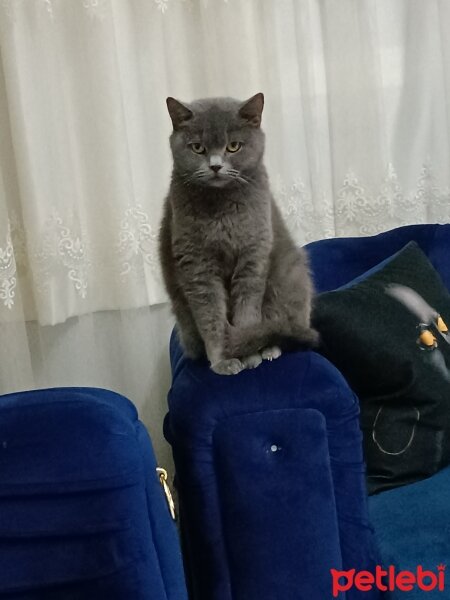 British Shorthair, Kedi  Şila fotoğrafı