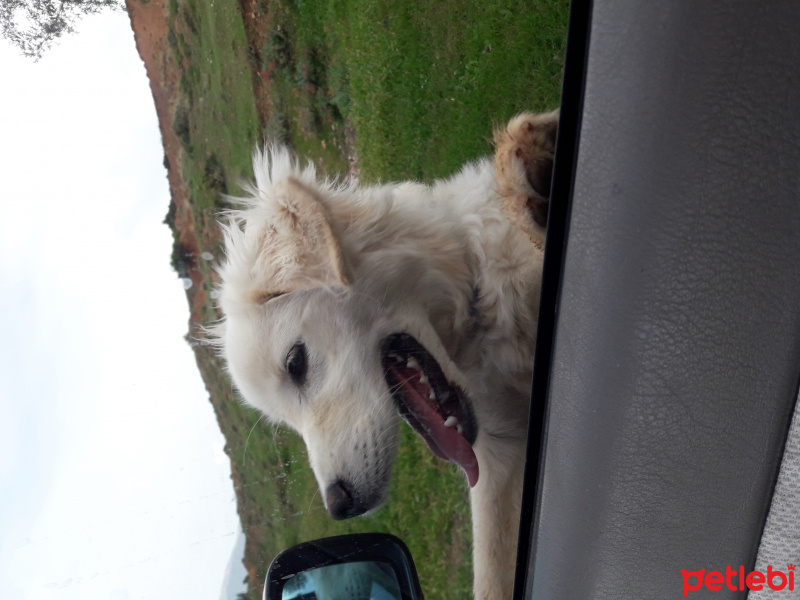 Golden Retriever, Köpek  Köpük fotoğrafı