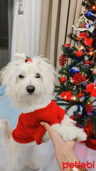 Maltese, Köpek  Lina fotoğrafı