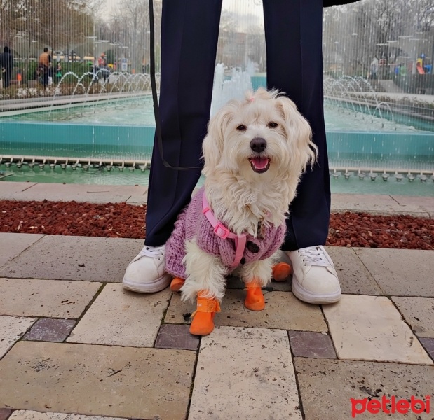 Maltese, Köpek  Lina fotoğrafı