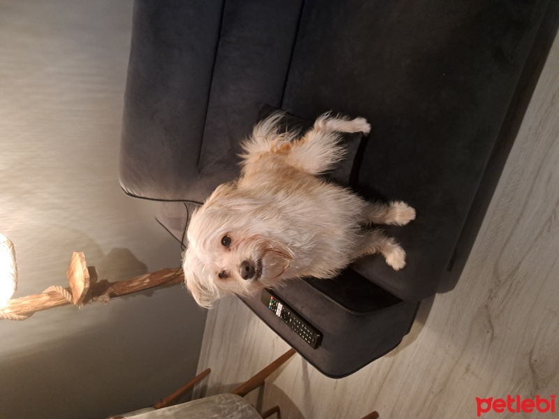 Maltese, Köpek  Bulut fotoğrafı