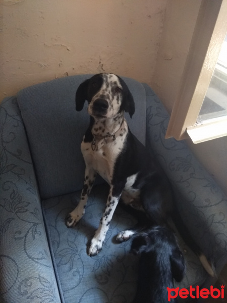 Alman Kısa Tüylü Pointer, Köpek  ice fotoğrafı