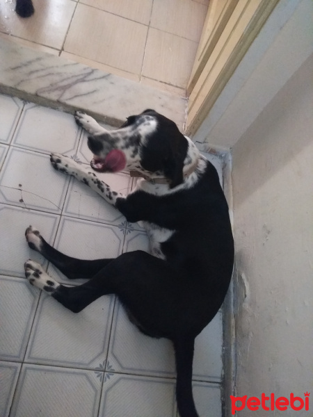 Alman Kısa Tüylü Pointer, Köpek  ice fotoğrafı
