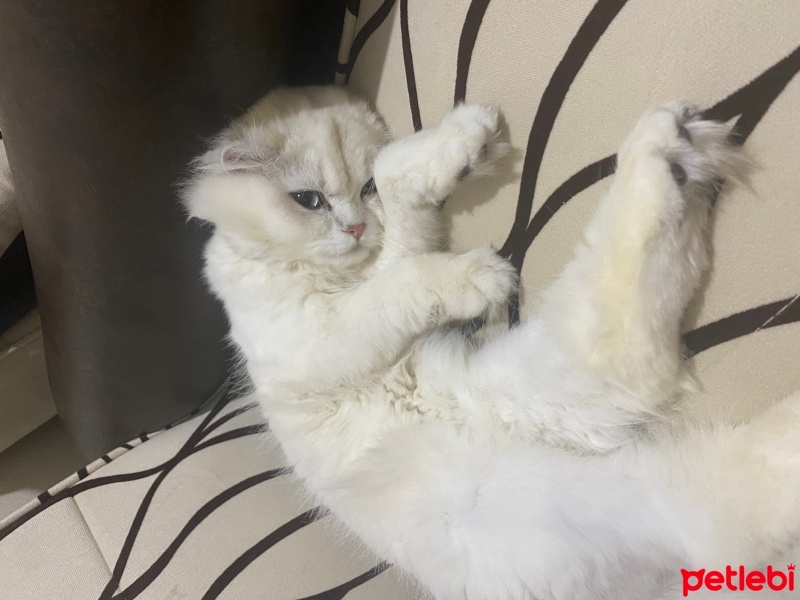 British Longhair, Kedi  Zeus fotoğrafı
