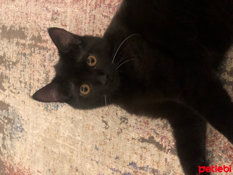 Bombay, Kedi  Gölge fotoğrafı
