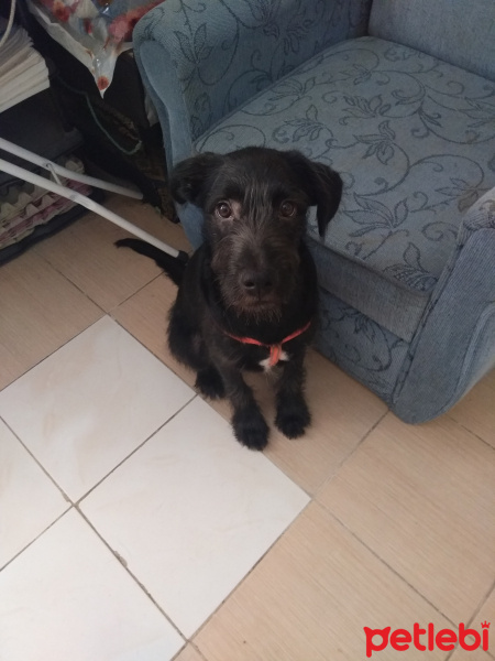 İrlandalı Terrier, Köpek  ROSO fotoğrafı